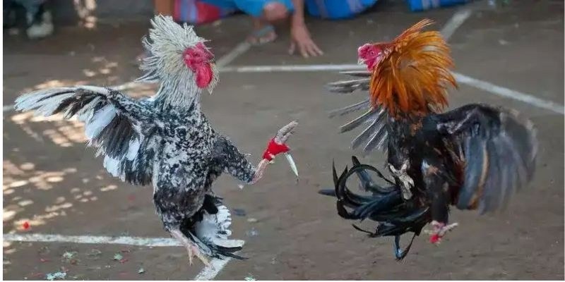 How live sabong matches operate